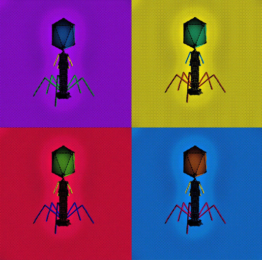 T4 Bacteriophage